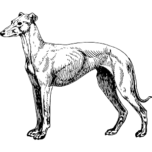 Greyhound Dog