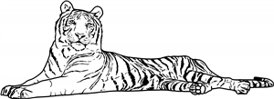 Resting Tiger