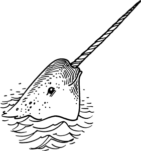 Narwhal