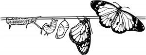 Butterfly Life Cycle