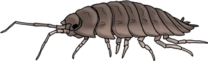 Woodlouse