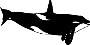 Killer Whale