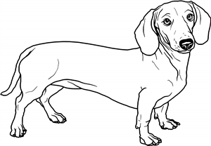 Dachshund