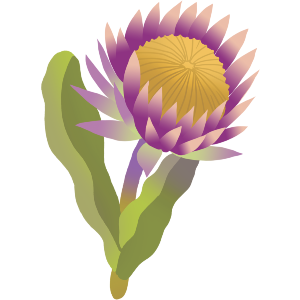 Protea Exotic Flower