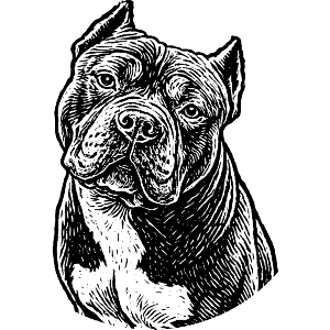 American Bully Dog Portrait
