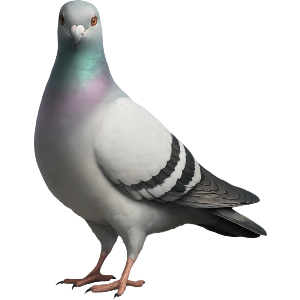Racing Pigeon