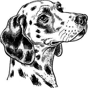 Dalmatian Dog Portrait Side View