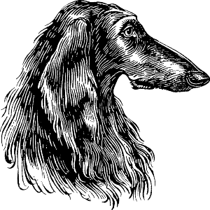 Afghan Hound Side View