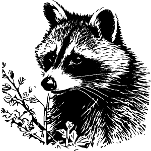 raccoon