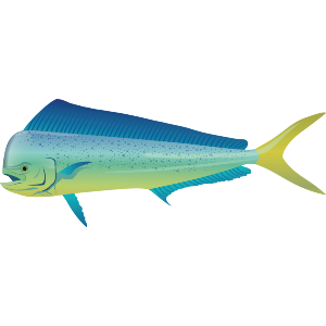 Mahi Mahi Fish