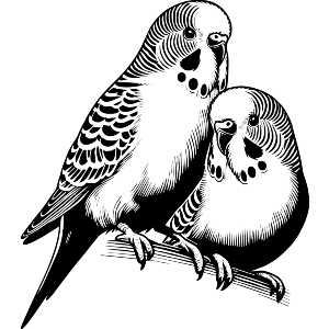 Budgerigar Friends