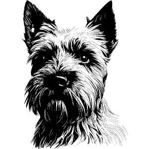 scottish terrier