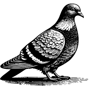 Wood Pigeon Resting