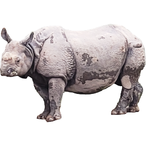Indian Rhino