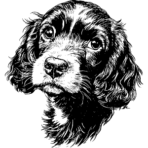 Cocker Spaniel Puppy