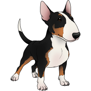 White & Black Brindle Bull Terrier Dog