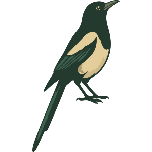 Magpie Looking Up