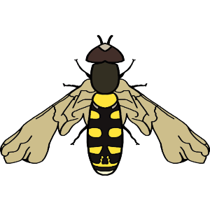 Bold Hover Fly