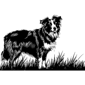 Border Collie Dog on Grass