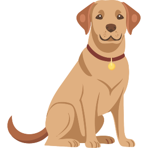 Labrador Wearing Collar 