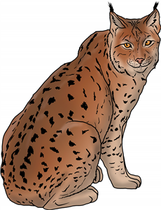 Eurasian Lynx