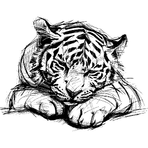 Cute Sleepy Tiger Cub Sketch