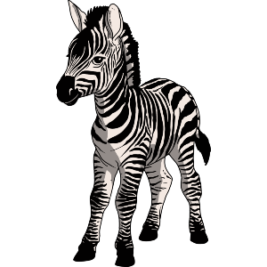 Zebra Foal