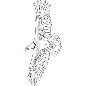 Flying Bald Eagle
