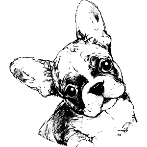 Cute French Bulldog Puppy