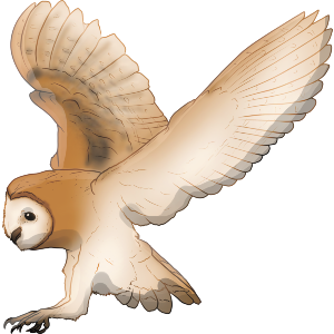 Flying Barn Owl