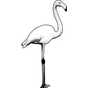 Flamingo