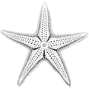 Spotted Starfish