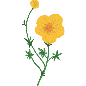 A Summer Flower In Bud