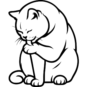 British Shorthair Cat Licking Paw