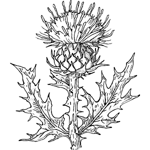 Scottish Thistle 