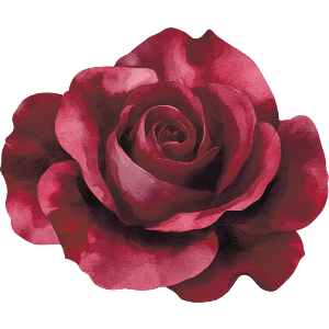 Burgundy Rose