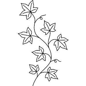 Ivy outline