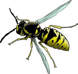 Wasp