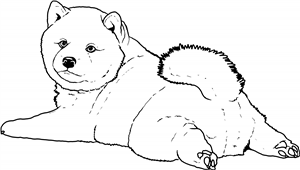 Shiba Inu Puppy Sploot