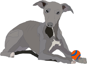 Greyhound Puppy