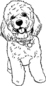 Cockapoo