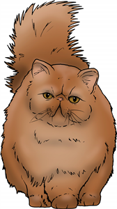 Ginger Persian Cat