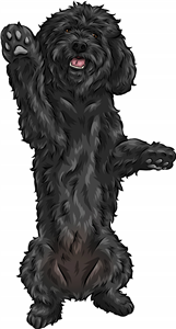 Black Cockapoo