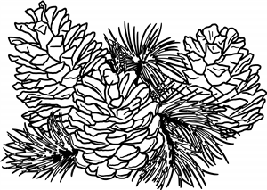 Pinecones