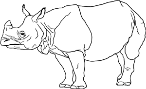 Rhino