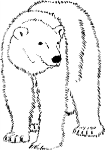 Polar Bear