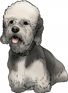 Dandie Dinmont Terrier
