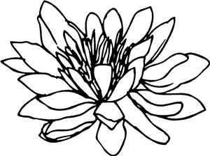 Water Lily Flower Open