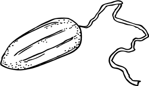 Tampon