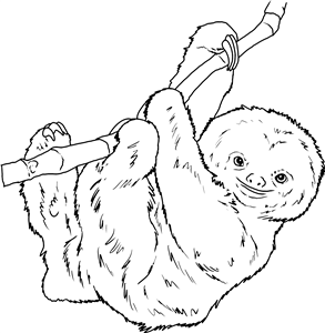 Adorable Sloth